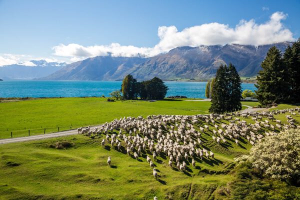 Тематические маршруты в Новой Зеландии / Themed highways